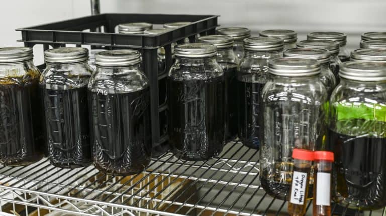 Dark color ethanol extracts in jars