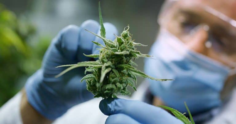 man checking hemp plant for hemp processing