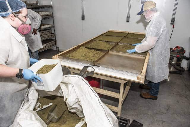 workers processing hemp