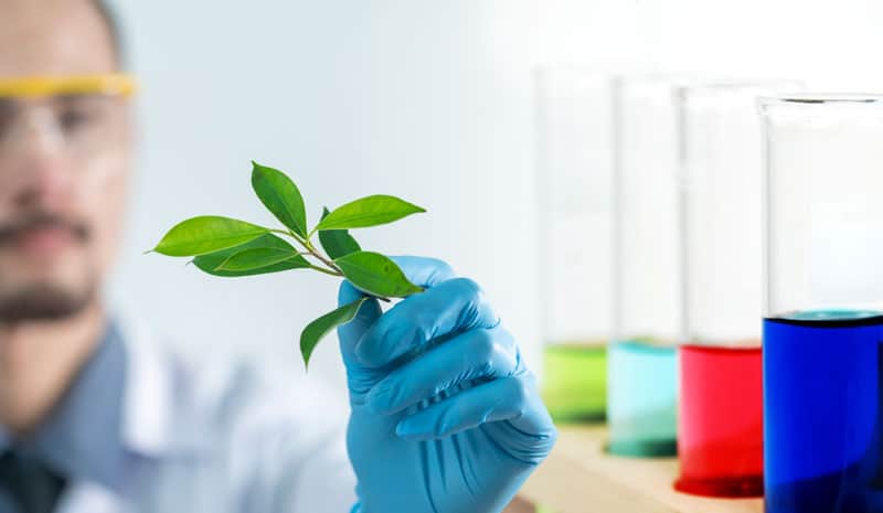 man holding a leaf plant