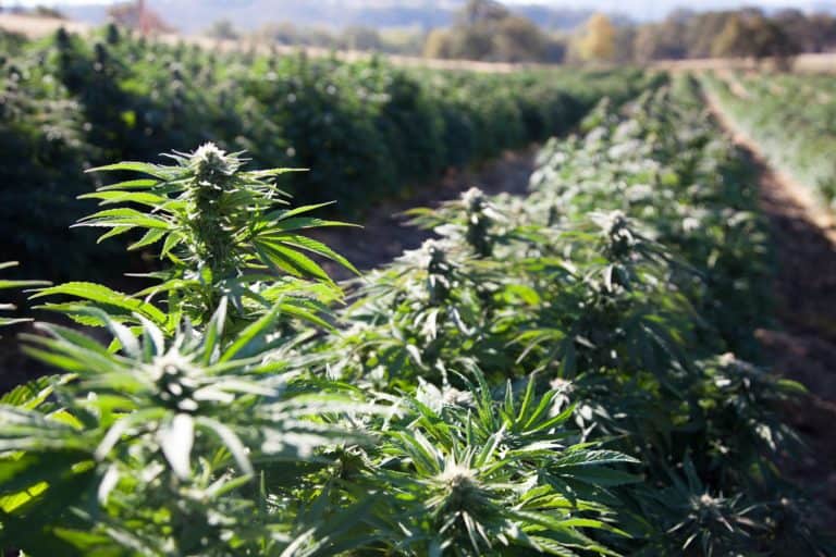Industrial Hemp Field