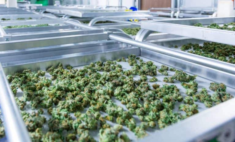 hemp flowers on tray