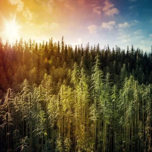extraktLAB-industrial-hemp