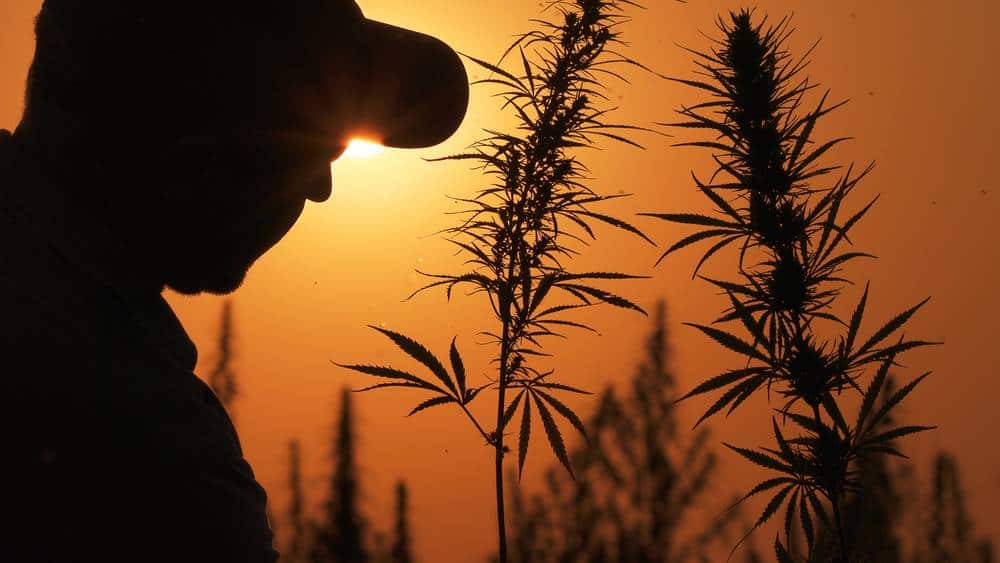 farmer of hemp