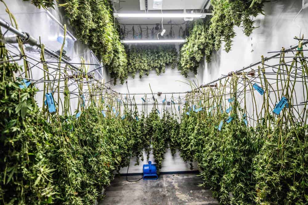 hemp being dried on closed room