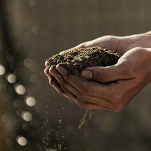 Farmer or Grower