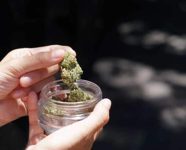 hemp buds