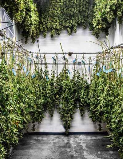 hemp-drying