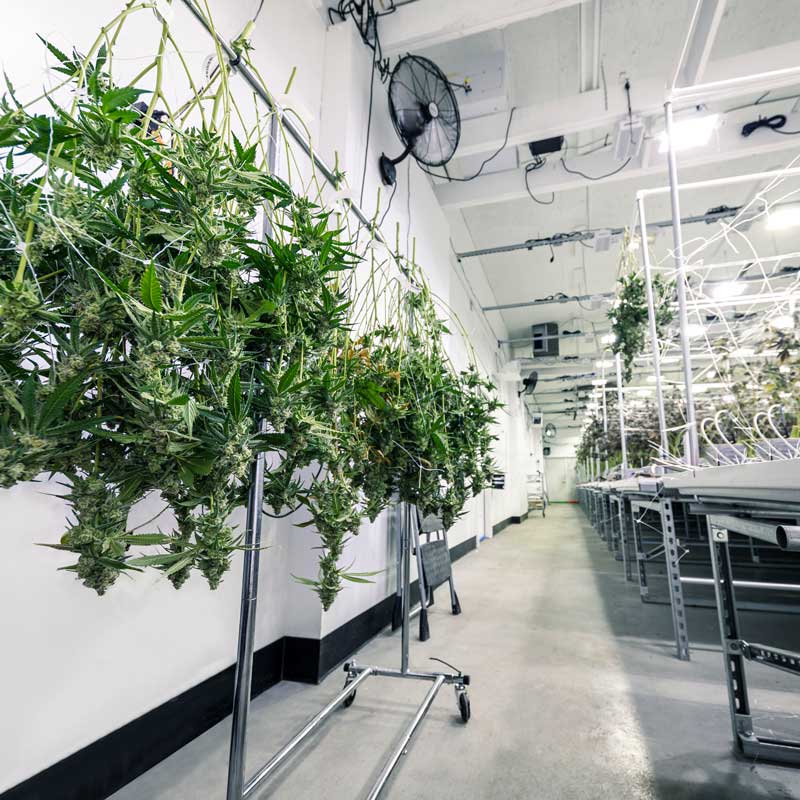 gmp facility drying hemp