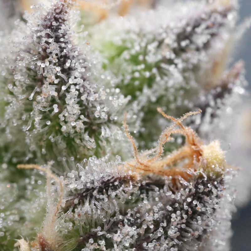 trichomes