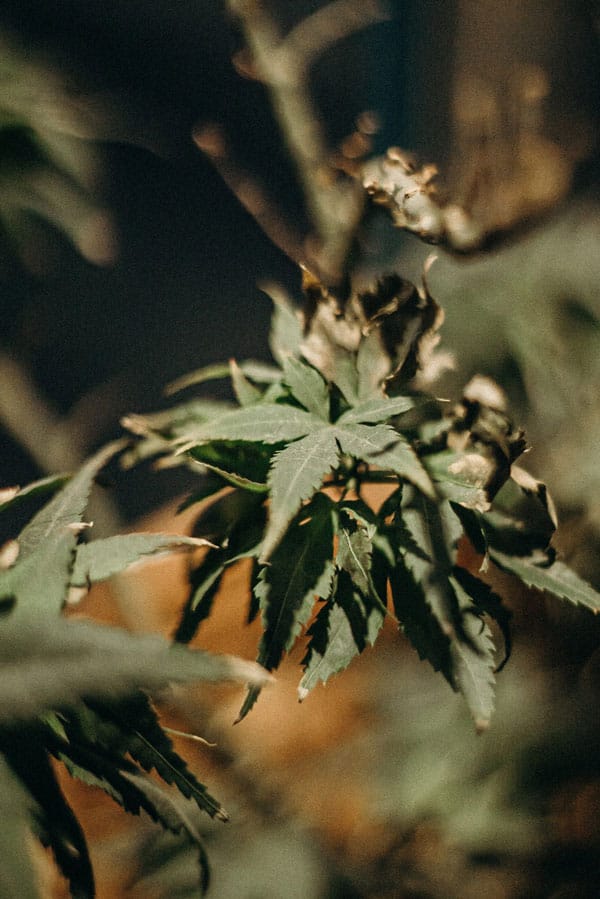 hemp