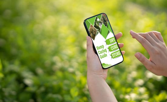 guide hemp curing