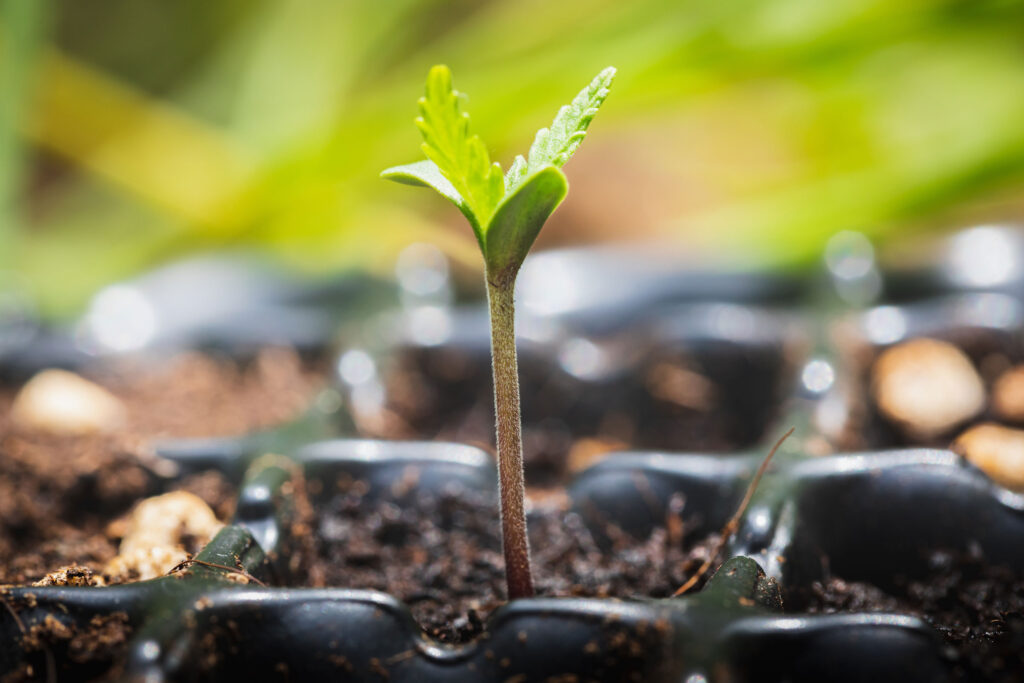 hemp sprout