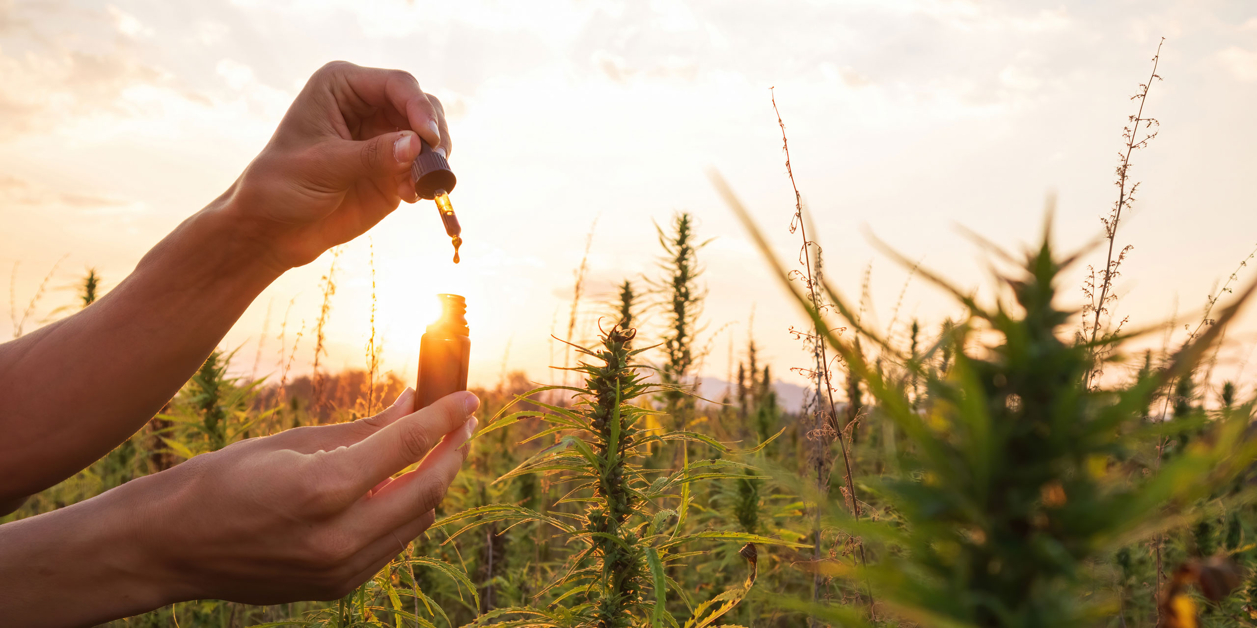 hemp tincture field
