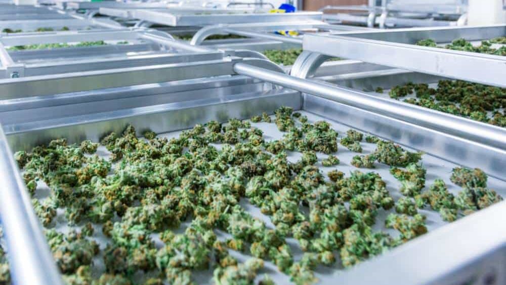 hemp flowers on tray