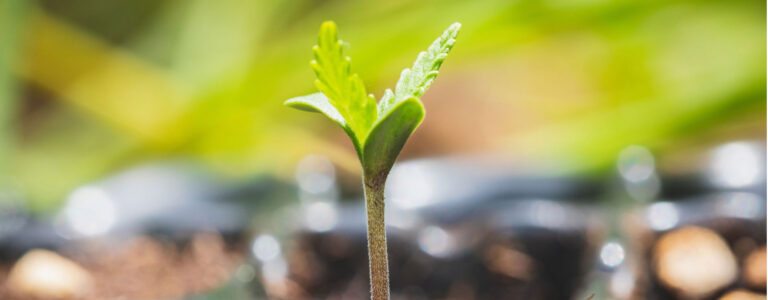 hemp sprout cropped