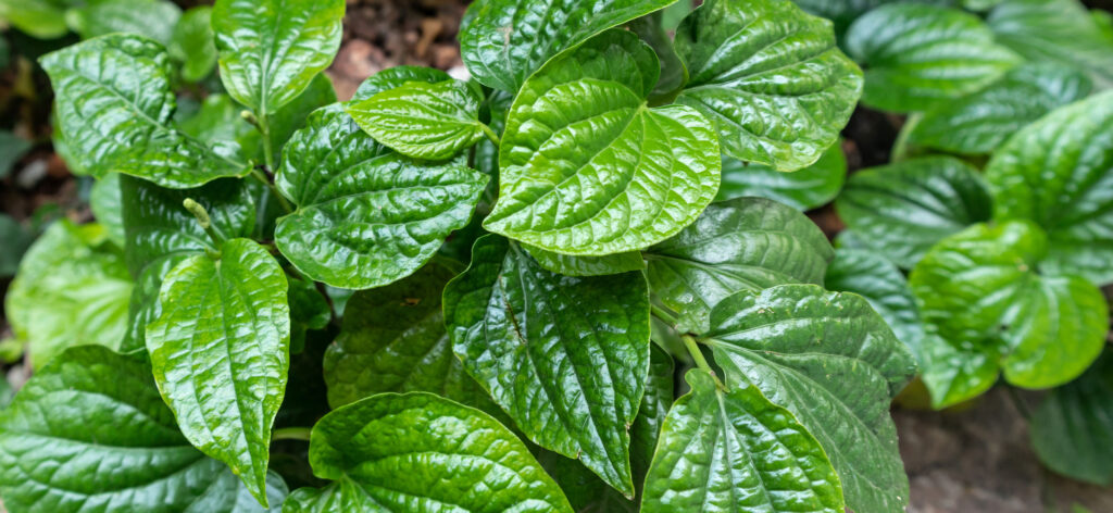 kava leaf