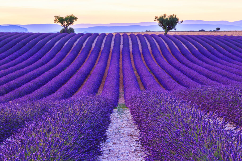 lavendar field