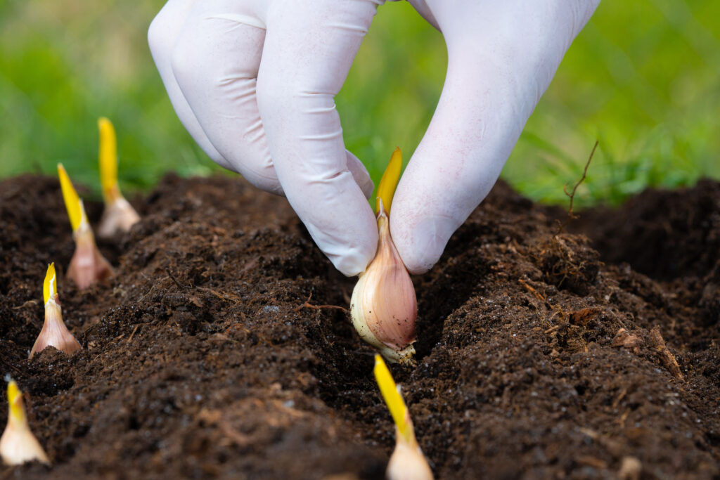 planting gloves