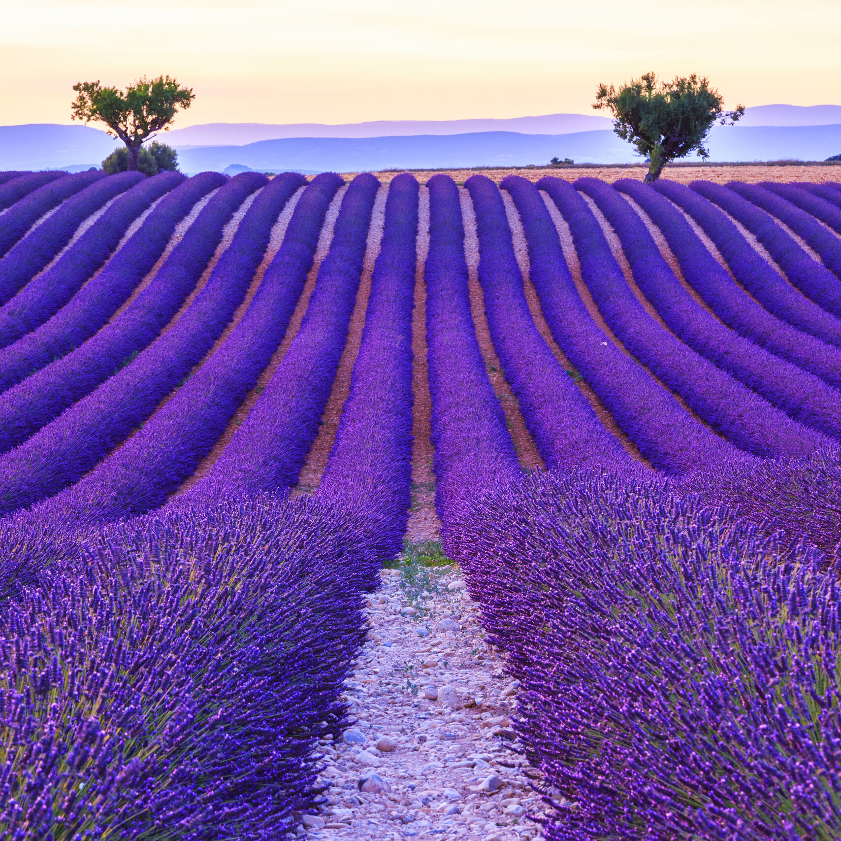 lavendar field