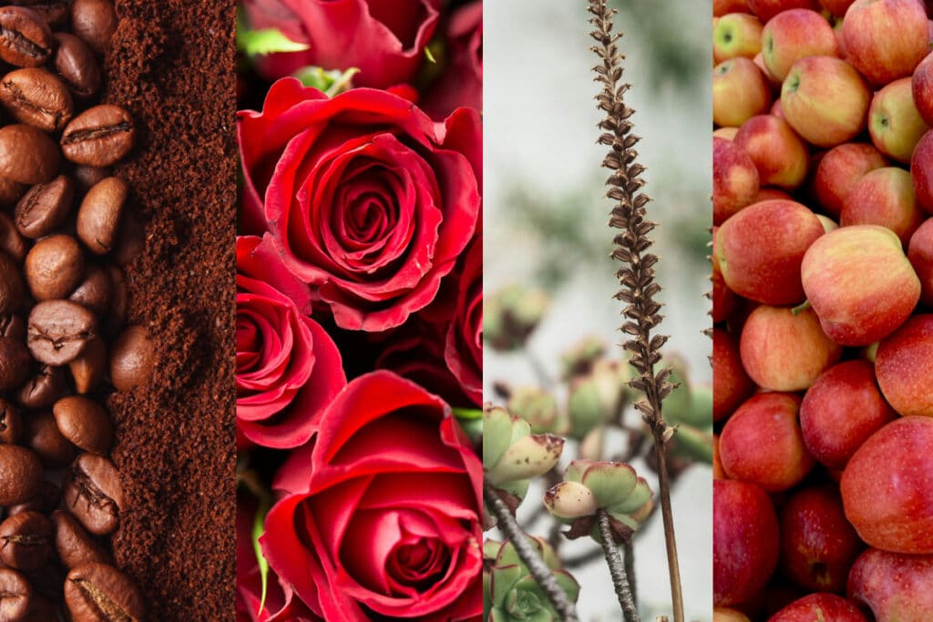 apples roses coffee rock pine
